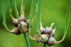 Etagenzwiebeln ohne Aufwand immer ernten