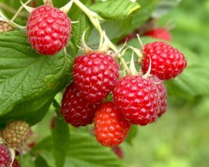 Himbeeren schneiden leicht gemacht
