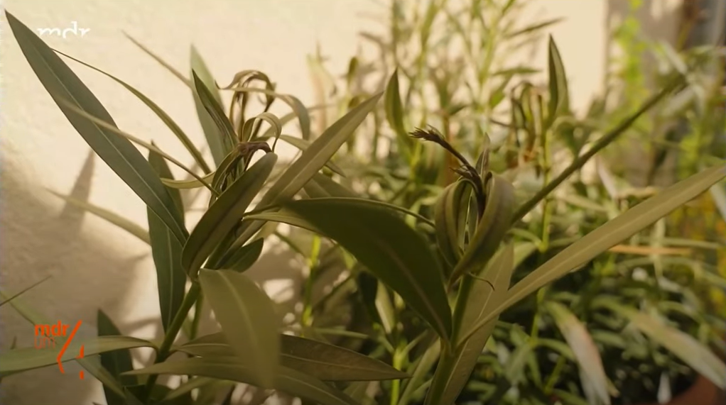 Frostschäden beim Oleander