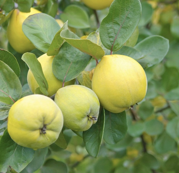 Quitten im Oktober: Pflanzzeit, Ernte und Nutzung