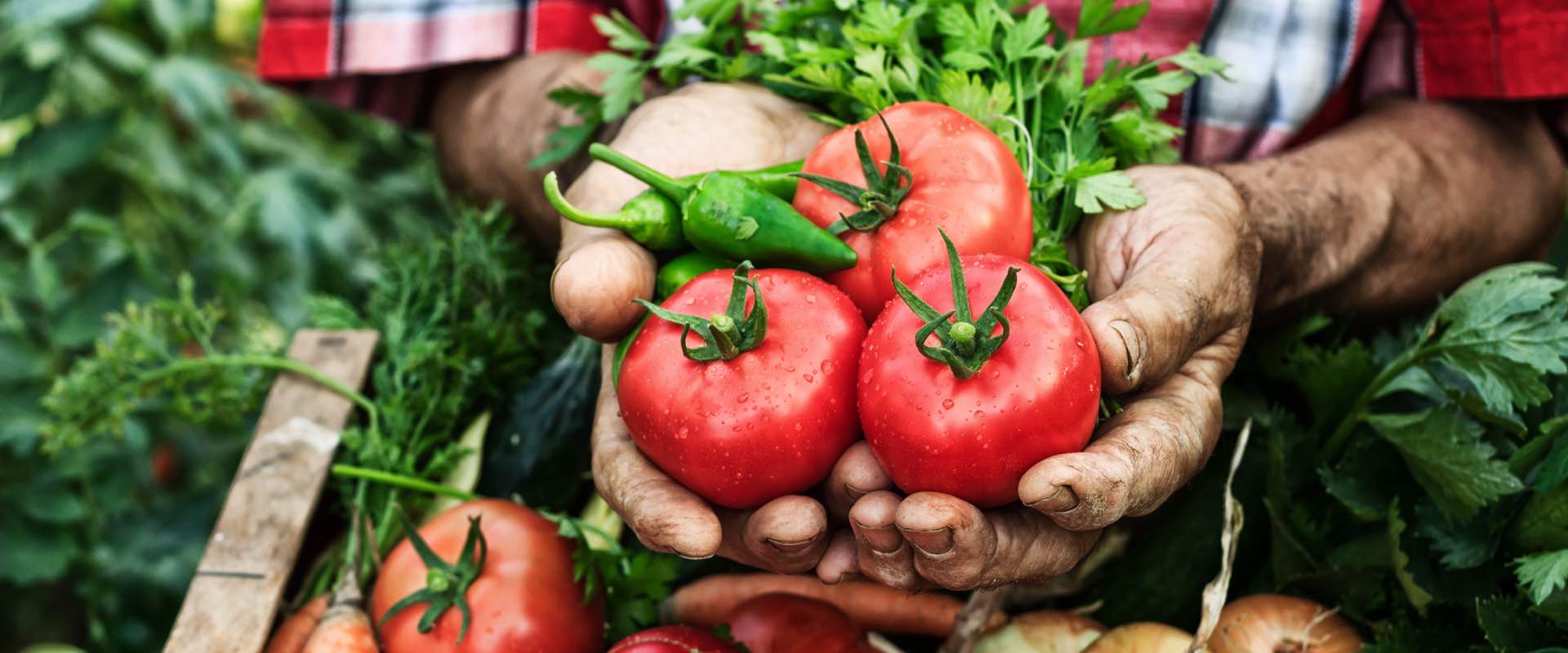 Können Tomaten den Winter überstehen?