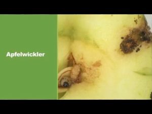 Apfelwickler bekämpfen