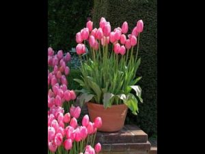 Blumenzwiebeln für das nächste Jahr pflanzen