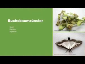 Entspannt bleiben beim Buchsbaumzünsler!