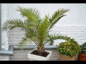 Ungeziefer aus Überwinterungstöpfen vertreiben