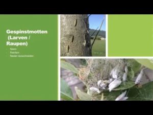 Keine Panik bei Gespinnstmotten!