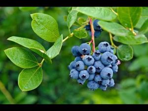 Heidelbeeren kann man schneiden