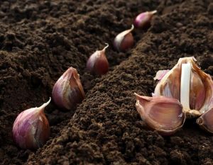 Knoblauch pflanzen