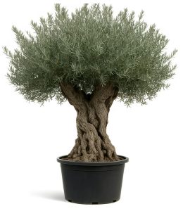 So machst du deinen Olivenbaum winterfit