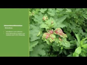 Johannisbeerblasenlaus kurz erklärt