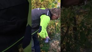 Warum deine Hortensie nicht blüht