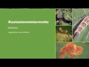 Was tun bei Kastanienminiermotten?
