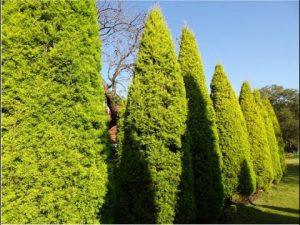 Was tun bei Thujaminiermotten?