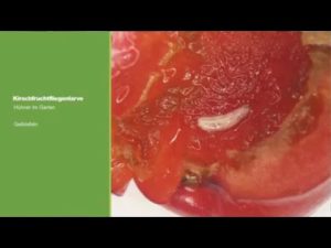 Kirschfruchtfliegen-Befall reduzieren