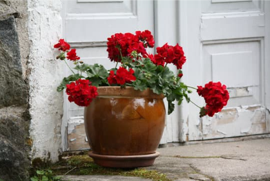 Hilfe für Geranien vom Pflanzenarzt