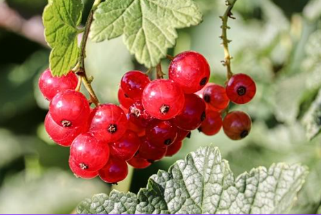 Johannisbeerblasenlaus kurz erklärt