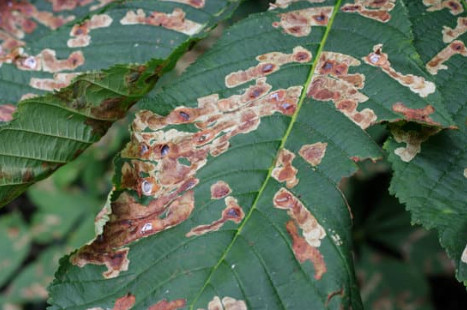 Was tun bei Kastanienminiermotten?