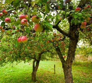 Obstbäume im November pflanzen