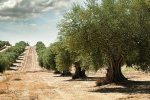 Olivenbaum richtig pflegen