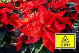 Giftige Weihnachtspflanzen