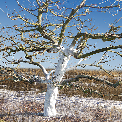 Weißanstrich für Bäume