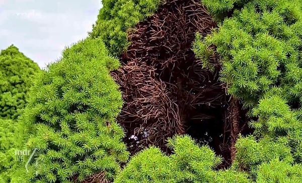 Zuckerhutfichte wird braun