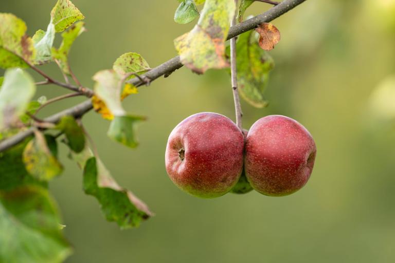Obstbaum im November pflanzen