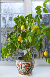 Kübelpflanzen richtig überwintern