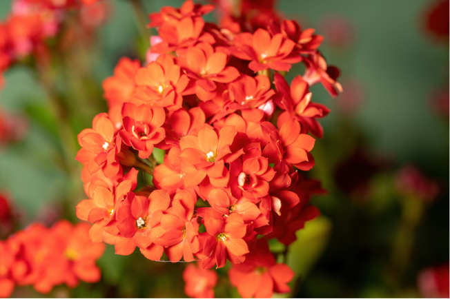 Flammendes Käthchen zum Blühen bringen