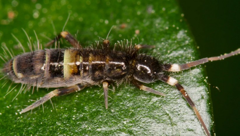 Springschwänze natürlich vertreiben