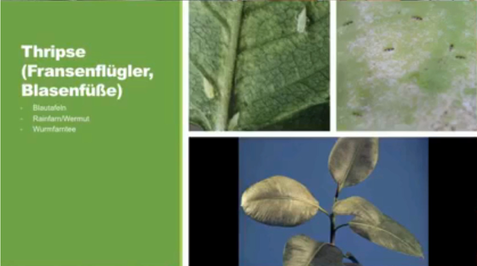 Thripsen bekämpfen