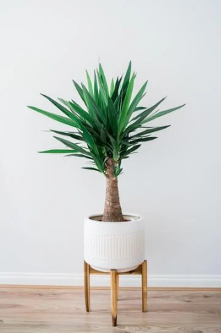 Ist die Yucca Palme eine Palme?