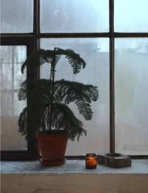 Zimmertanne natürlich pflegen