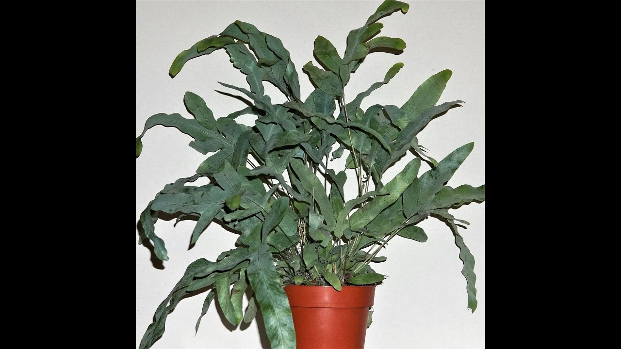 philodendron schwarz Philodendron 