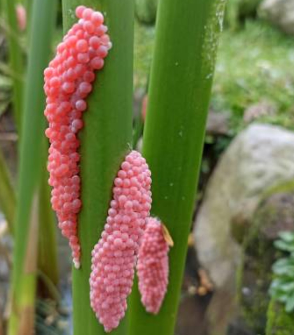 Apfelschnecke: Rosa Eier im Garten sofort entfernen