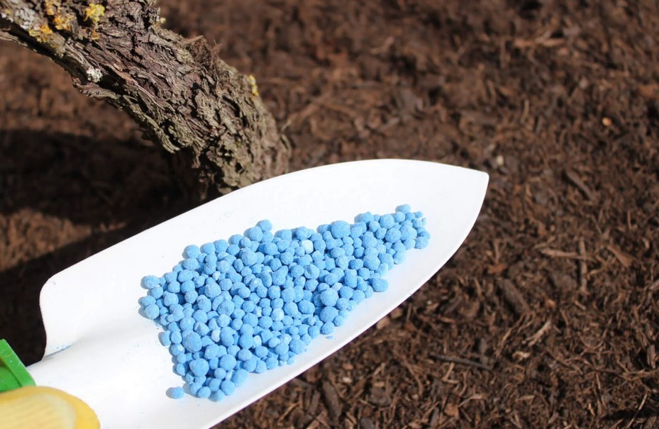 Blaukorn im Garten: Risiken und bessere Alternativen