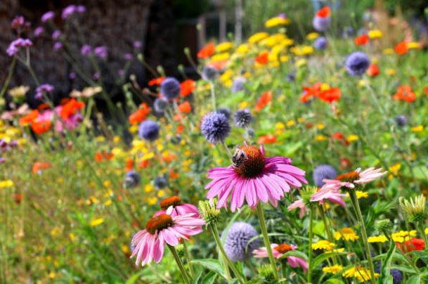 Blumen, die sich selbst aussehen