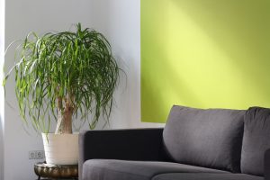 Wie Pflege ich mein Elefantenfuß am besten?