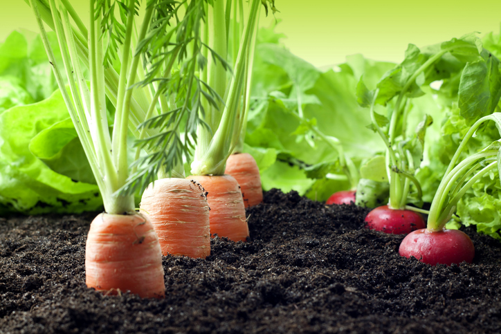 Einmal pflanzen, viele Male ernten: Permaveggies