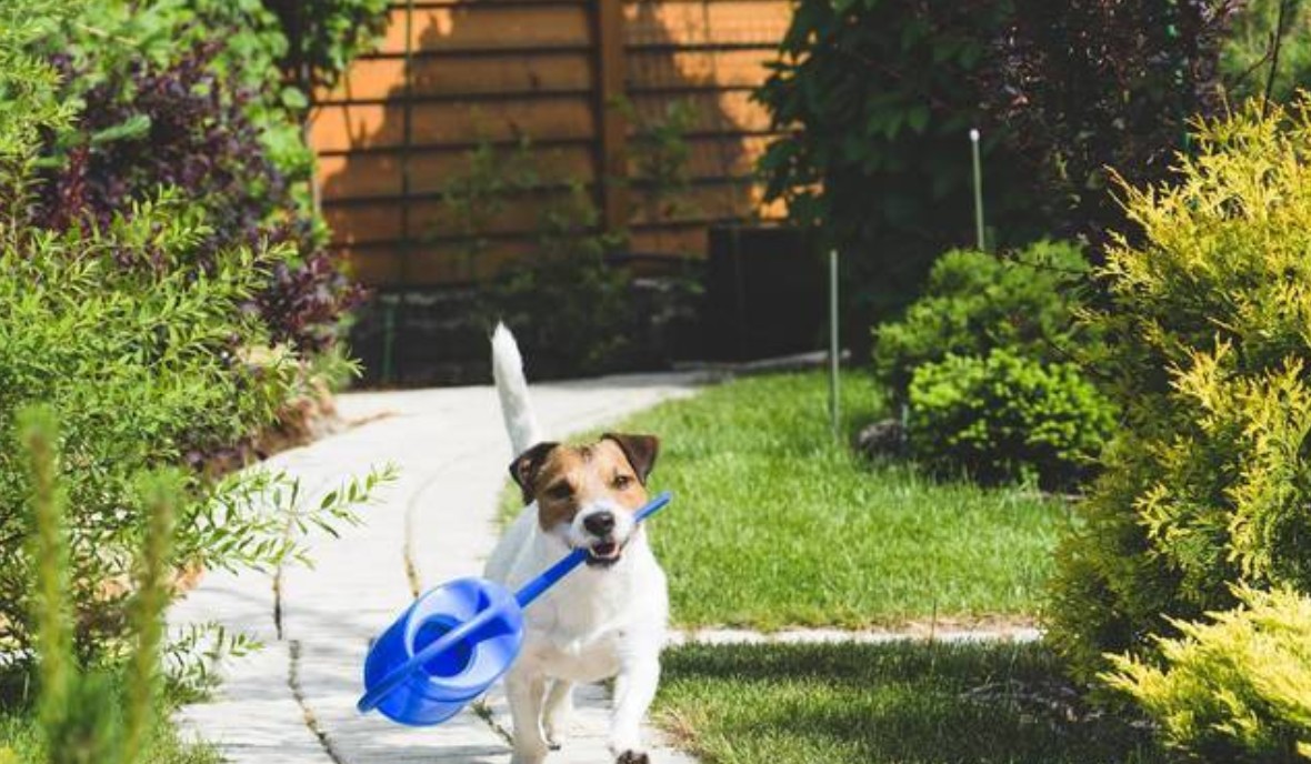 Hundefreundlicher Garten