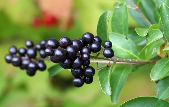 Diese drei gefährliche Pflanzen solltest du meiden