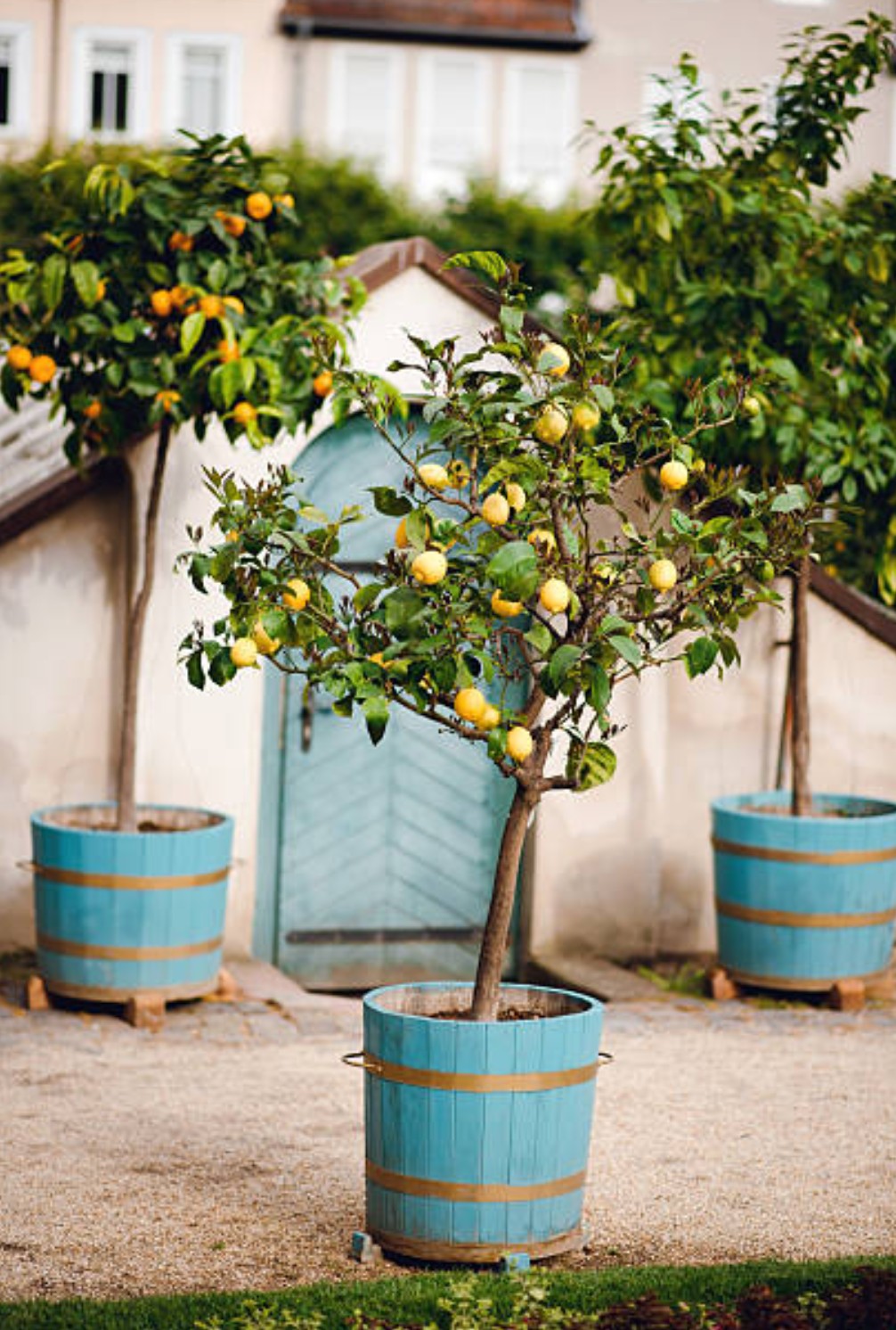 Obstbäume im Kübel: So gelingen Auswahl, Pflege, Sommerschnitt und Ernte auf Balkon & Terrasse