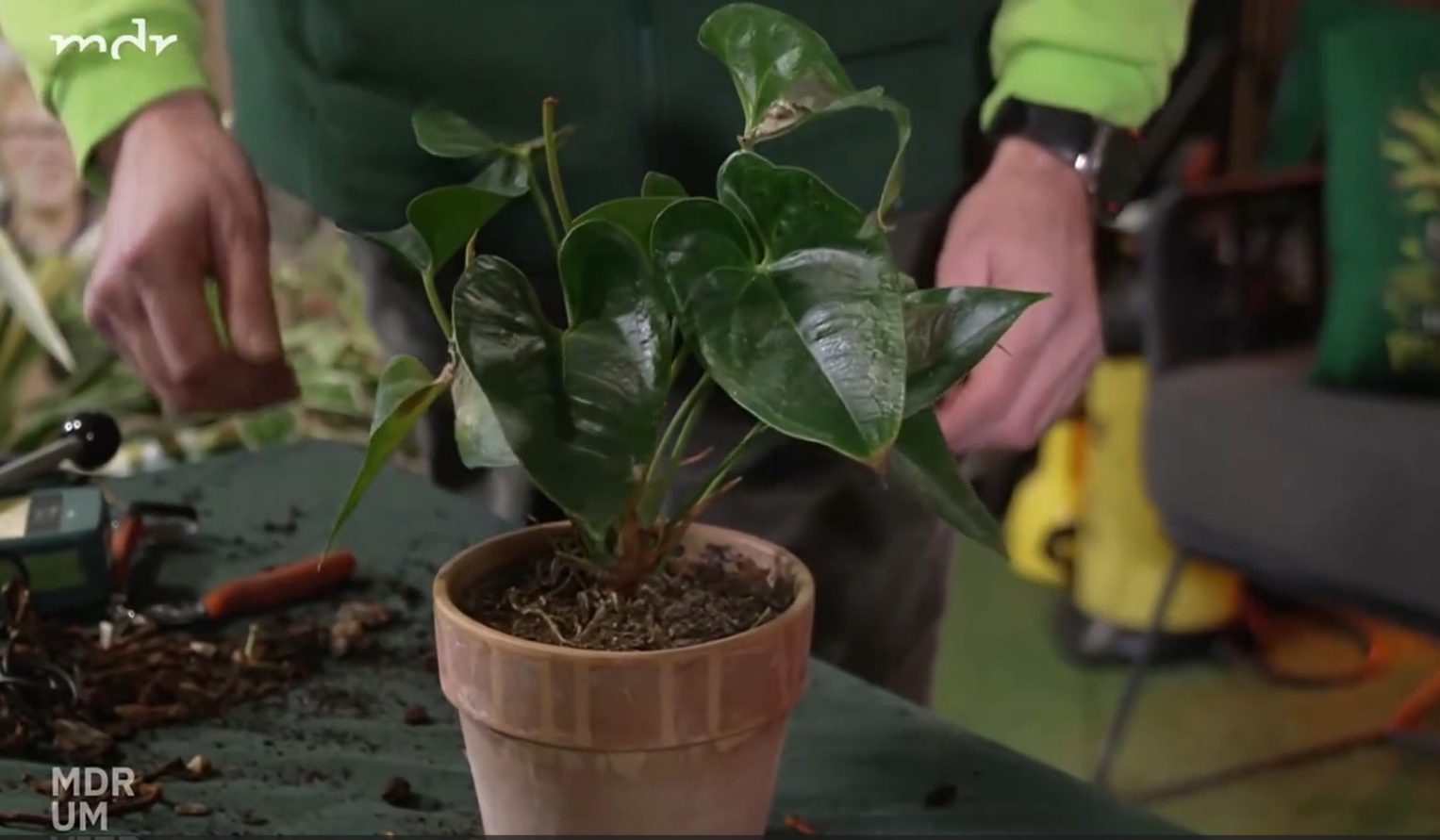 Deine verliert ihre Blüten? So behebt ihr dieses Problem!
