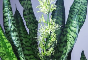 Blühender Bogenhanf