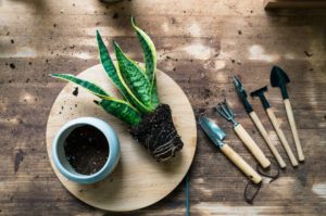 Blühender Bogenhanf