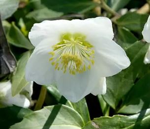 Christrosen nach der Blüte richtig pflegen