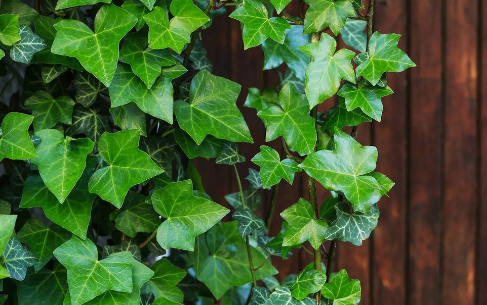 Efeu erfolgreich entfernen – So wirst du das Klettergewächs los
