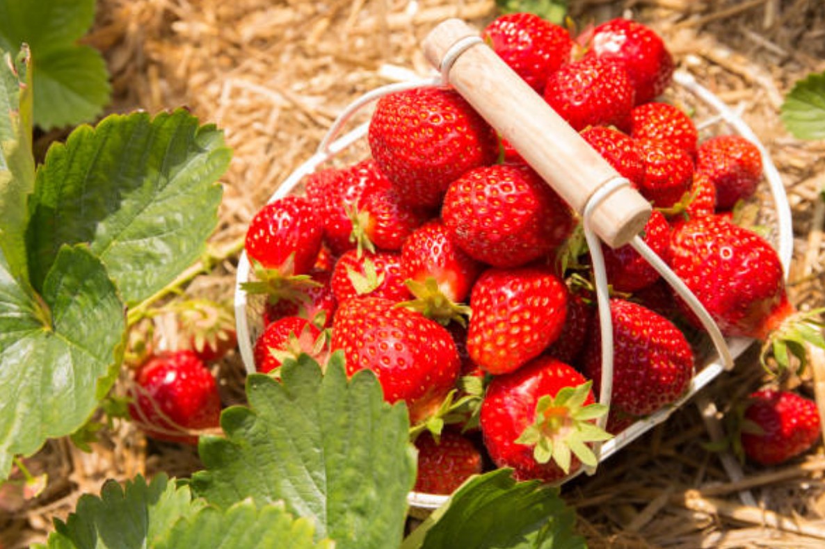 Pflegefehler bei Erdbeeren – So holst du das Beste aus deiner Ernte heraus