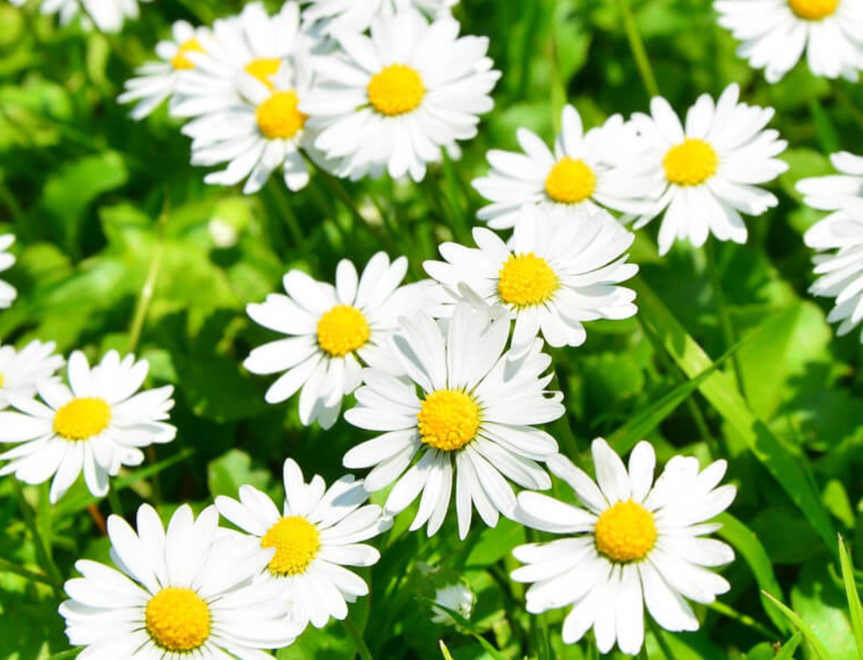 Diese Pflanzen zeigen dir, was deinem Garten fehlt