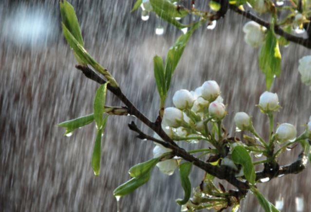Garten auch bei Regen gießen